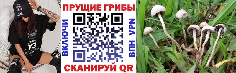 Галлюциногенные грибы Psilocybine cubensis  закладки  Новокузнецк 